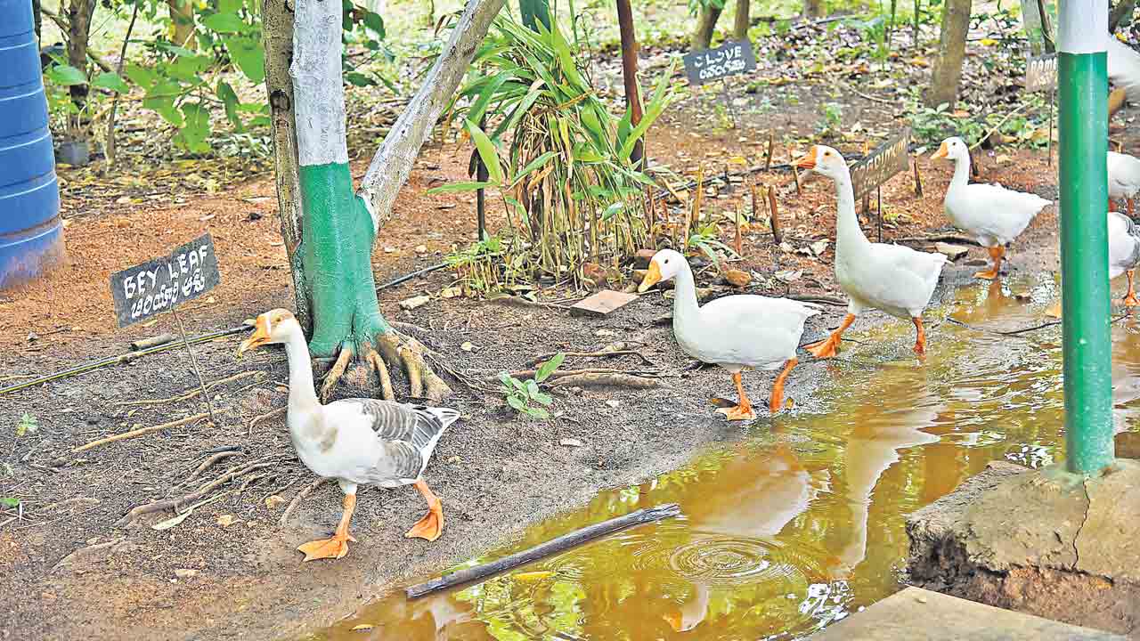 Ducks