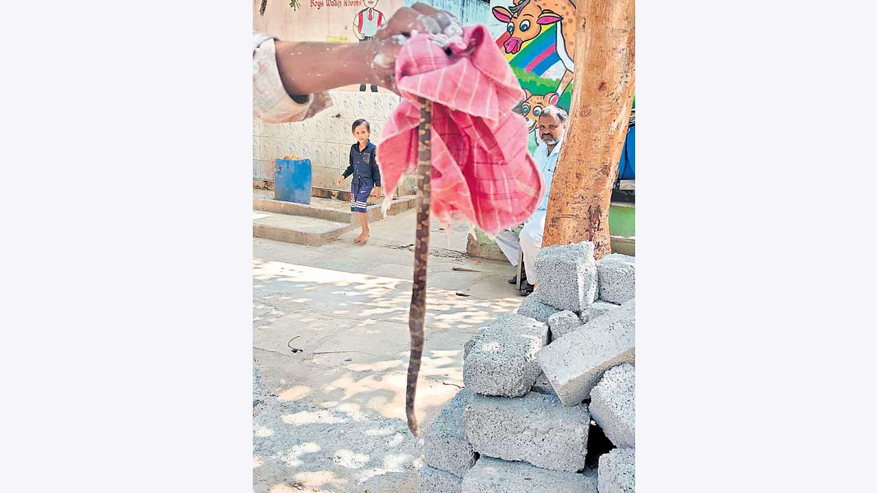 అమ్మో..పాము