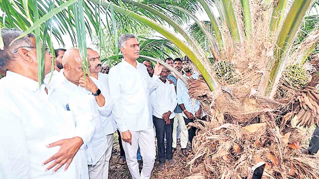 ఆయిల్ పామ్ సాగు లాభదాయకం
