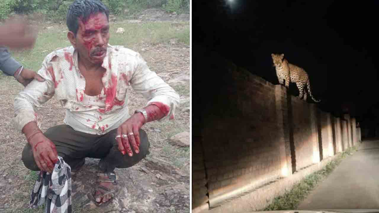 Leopard Terror In Udaipur | గ్రామస్తులపై చిరుత దాడి.. ఒకరు మృతి, నలుగురికి గాయాలు