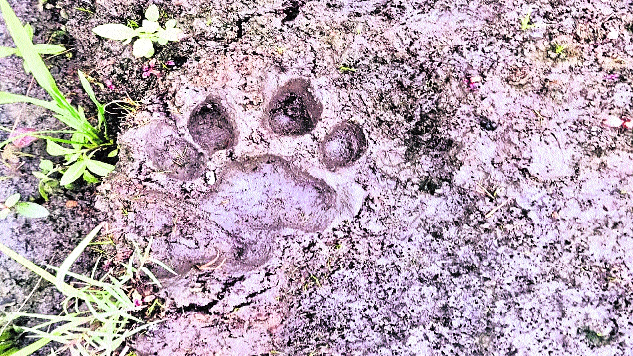 Leopard | అర్ప‌న‌ప‌ల్లిలో చిరుత సంచారం.. గ్రామంలో ఒక్క‌సారిగా క‌ల‌క‌లం