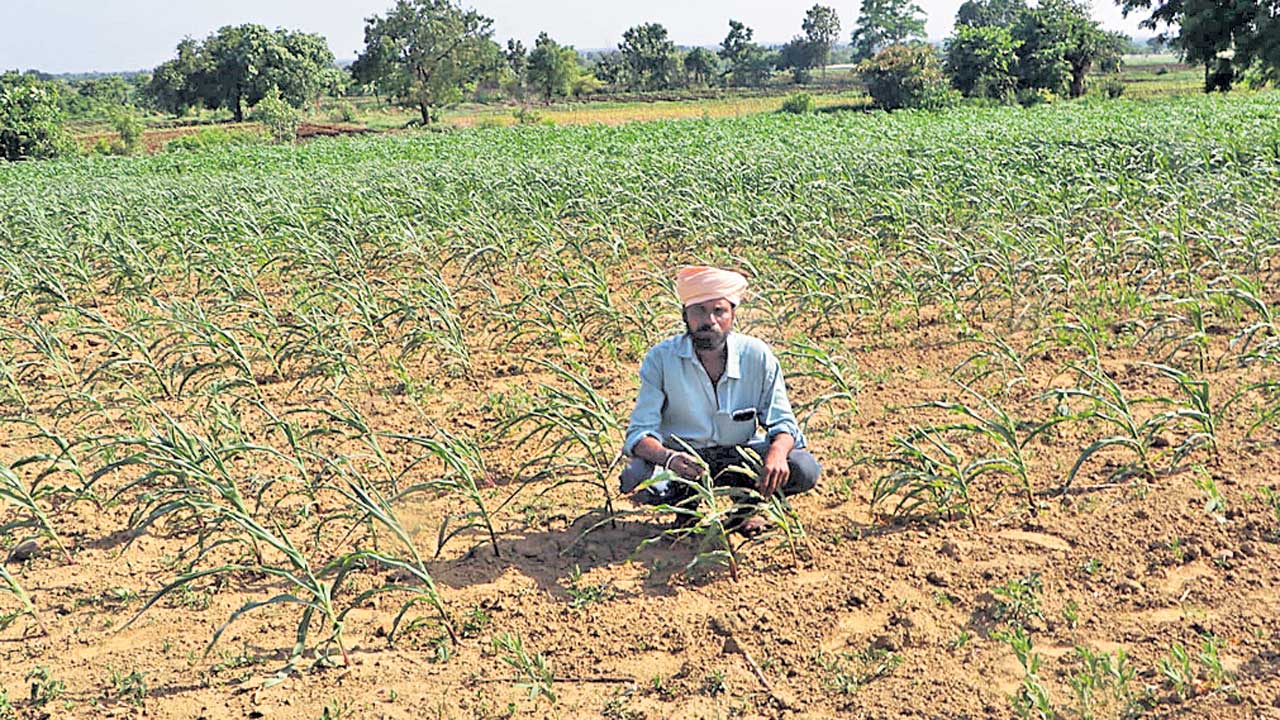 ఎల్‌నినో ఎఫెక్ట్‌ తగ్గిన సాగు విస్తీర్ణం
