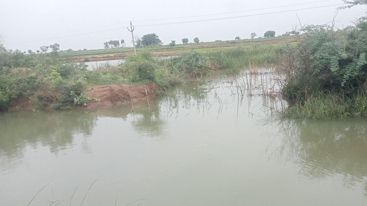 Canal Breach | సంగం బండ రైట్ లో లెవెల్ కాల్వకు గండి.. నీట మునిగిన పంట పొలాలు