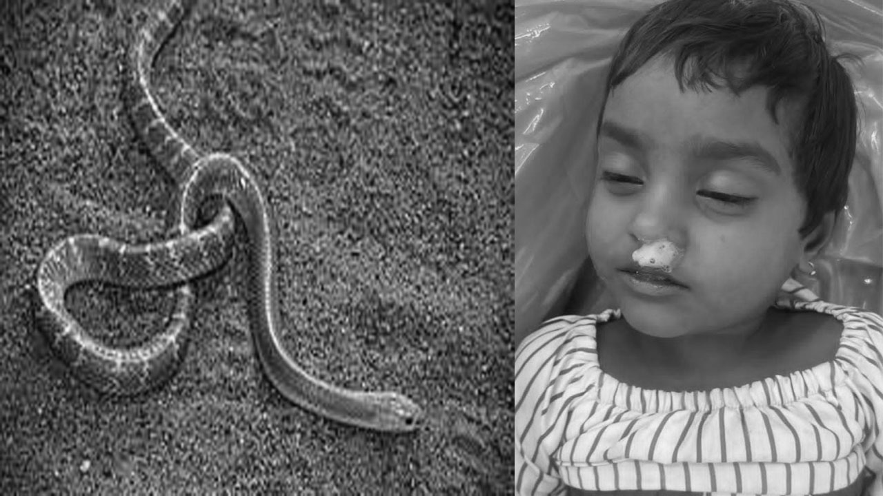 Snakebite | పాముకాటుతో నాలుగేళ్ల చిన్నారి మృతి