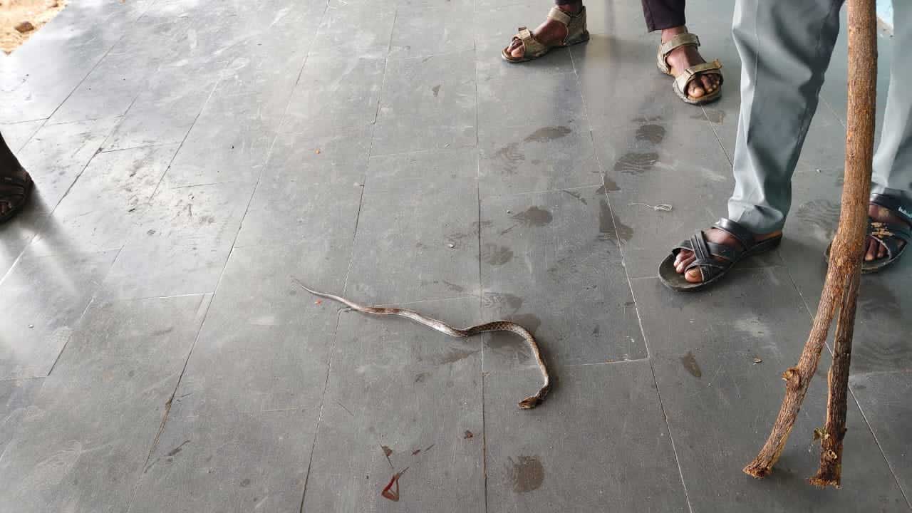 Snake | కాట్రేపల్లి ప్రాథమిక ఉన్నత పాఠశాలలోకి పాము