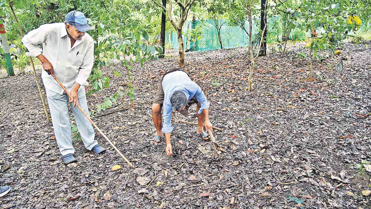 Sukhavasi Haribabu 7