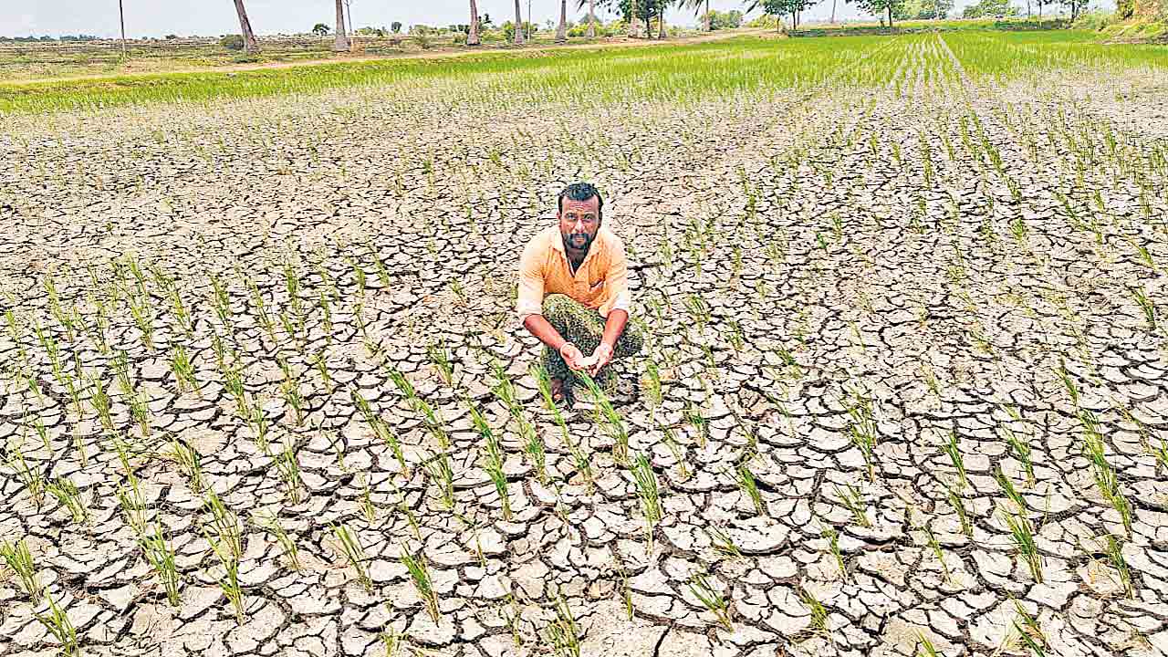 సాగు దండుగ అన్నోళ్లు మళ్లీ మోపయిండ్రు