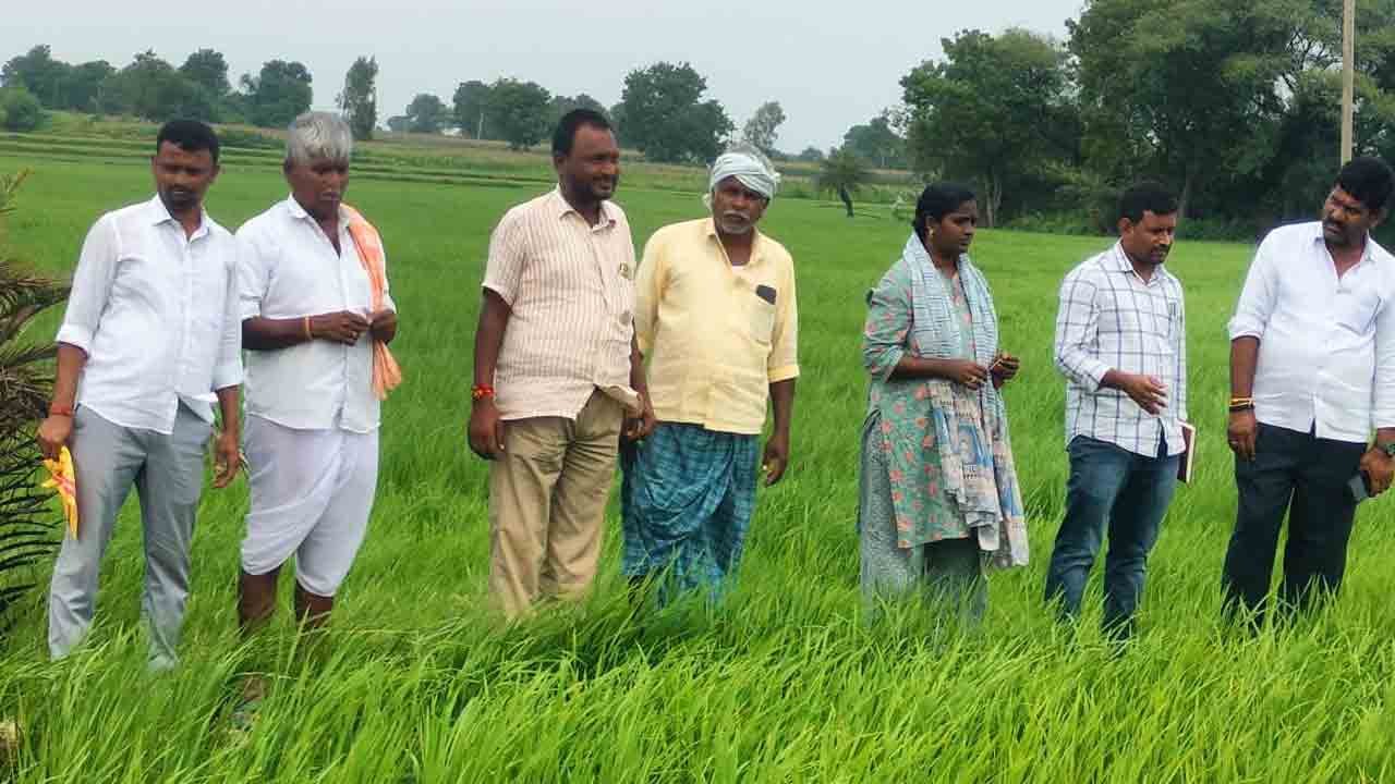 Urea | అవసరం మేరకు మాత్రమే యూరియా వేయాలి.. వరి సాగుపై ఏవో నరేశ్‌