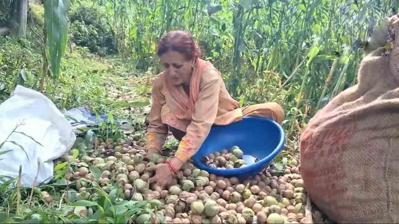 Walnut harvesting | సంప్రదాయ పద్దతిలో వాల్‌నట్స్‌ సాగు షురూ.. వీడియో