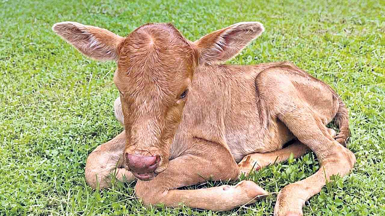 ఐవీఎఫ్‌లో తొలిసారి ఆడ దూడ జననం