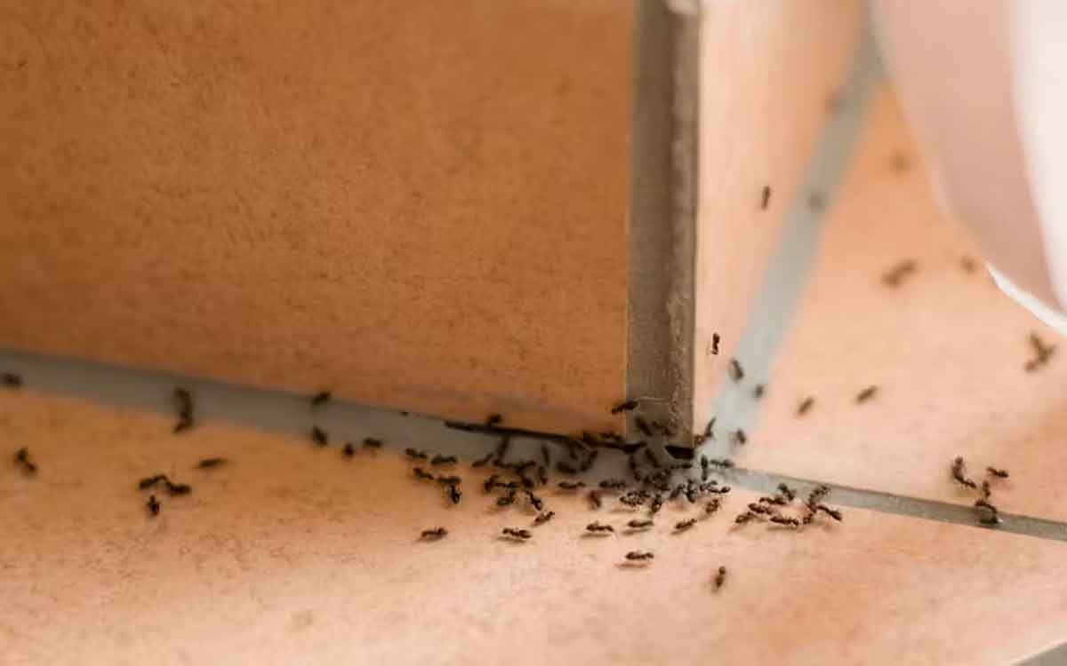 Ants | ఇంట్లో చీమ‌లు ఎక్కువ‌గా ఉంటే.. ఈ స‌హ‌జ‌సిద్ధ‌మైన చిట్కాలు అద్భుతంగా ప‌నిచేస్తాయి..