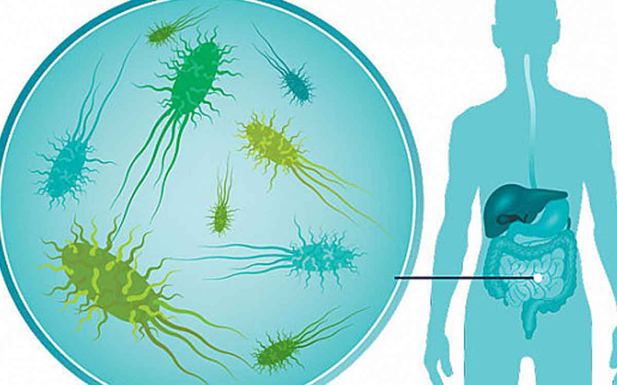 Gut Bacteria | జీర్ణ‌వ్య‌వ‌స్థ‌లో ఉండే బ్యాక్టీరియా ఊబ‌కాయానికి కార‌ణ‌మ‌వుతాయా..? అధ్య‌య‌నంలో ఏం తేలింది..?