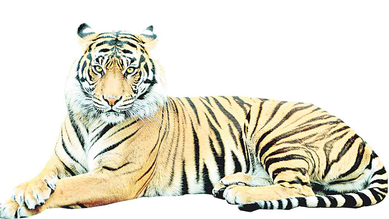 కొండ తవ్వి పులిని వదిలి..?