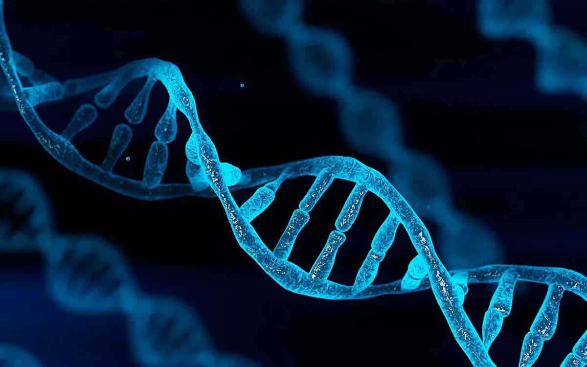 DNA Structure | డీఎన్‌ఏ మడతల్లోనూ గుండె జబ్బుల రహస్యం