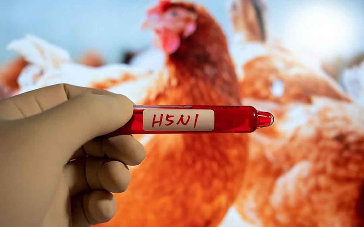 H5N1 | ప్రపంచంలో చాలా చోట్ల వ్యాప్తి చెందుతున్న హెచ్5ఎన్‌1 వైర‌స్‌.. ఏంటిది, ల‌క్ష‌ణాలు ఎలా ఉంటాయి..?