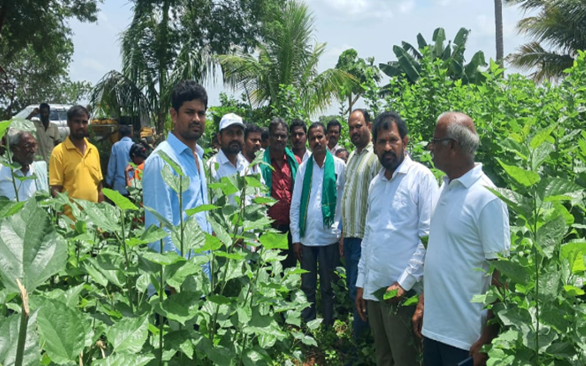 సెరికల్చ‌ర్‌పై రైతుల‌కు శిక్ష‌ణ‌