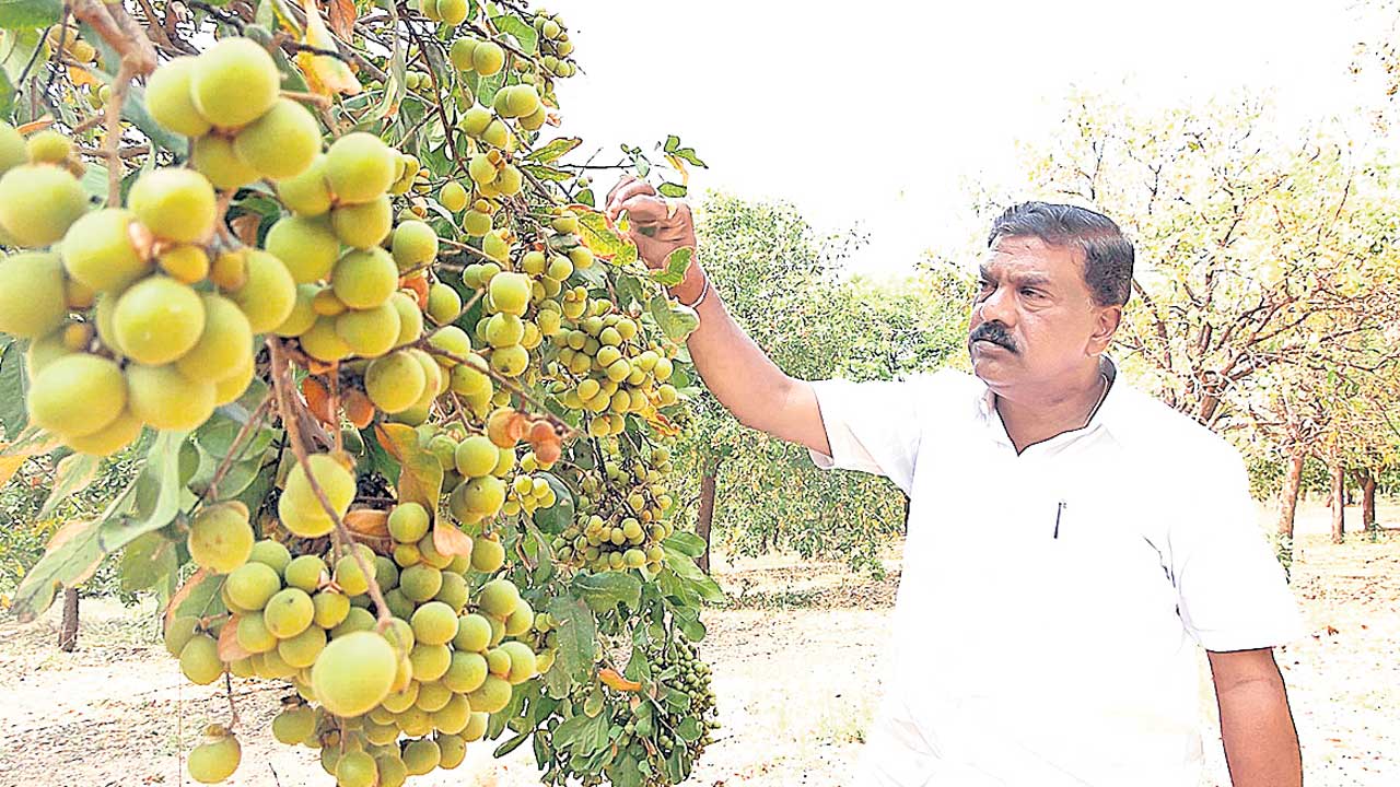 ఎద్దు నేర్పిన ఎవుసం!