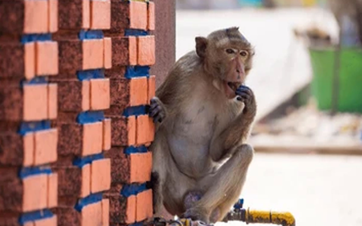 కోతి దాడిలో విద్యార్ధినికి గాయాలు
