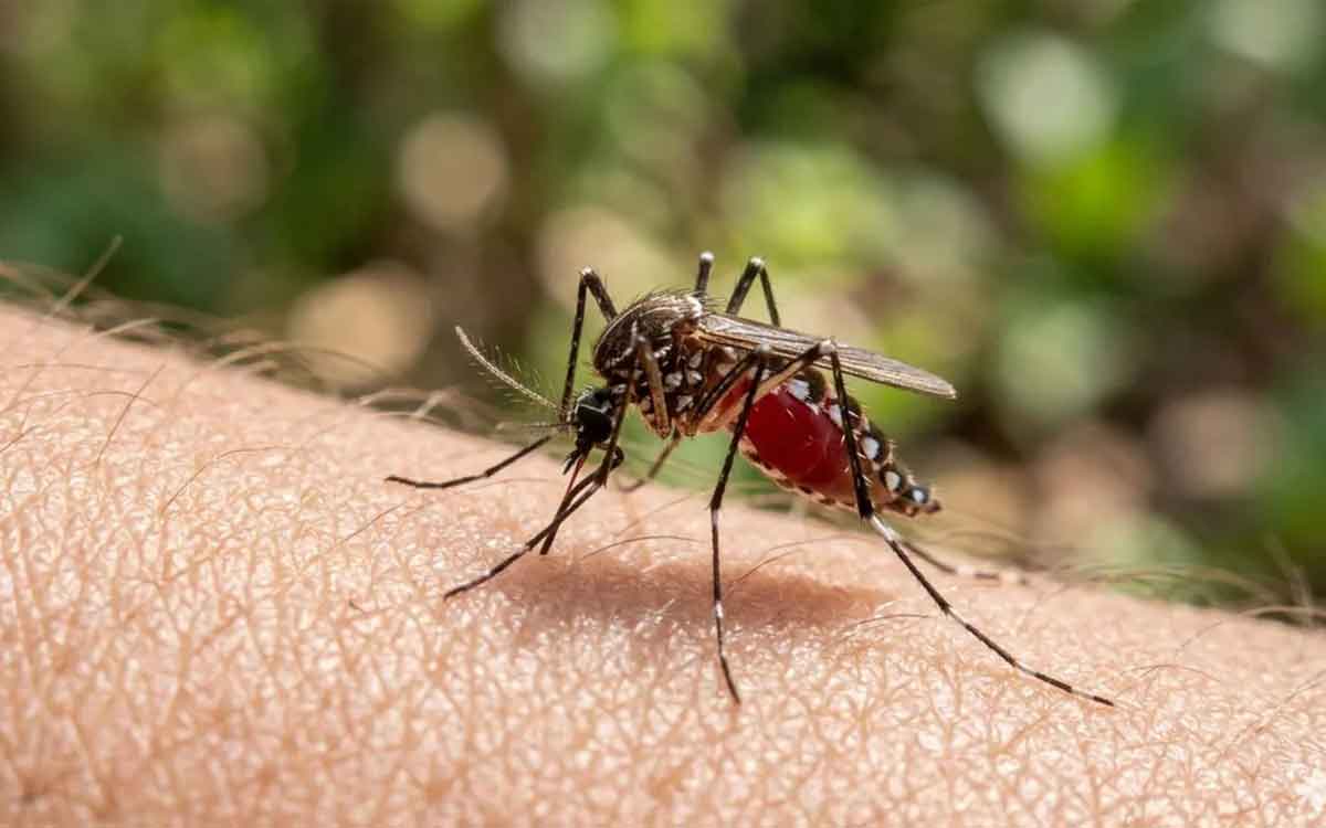 Mosquitoes | వ్యాధుల‌ను వ్యాప్తి చేసే దోమ‌లు ఎన్ని ర‌కాలు, అవి ఏవి.. ర‌క్ష‌ణ‌కు ఏం చేయాలి..?