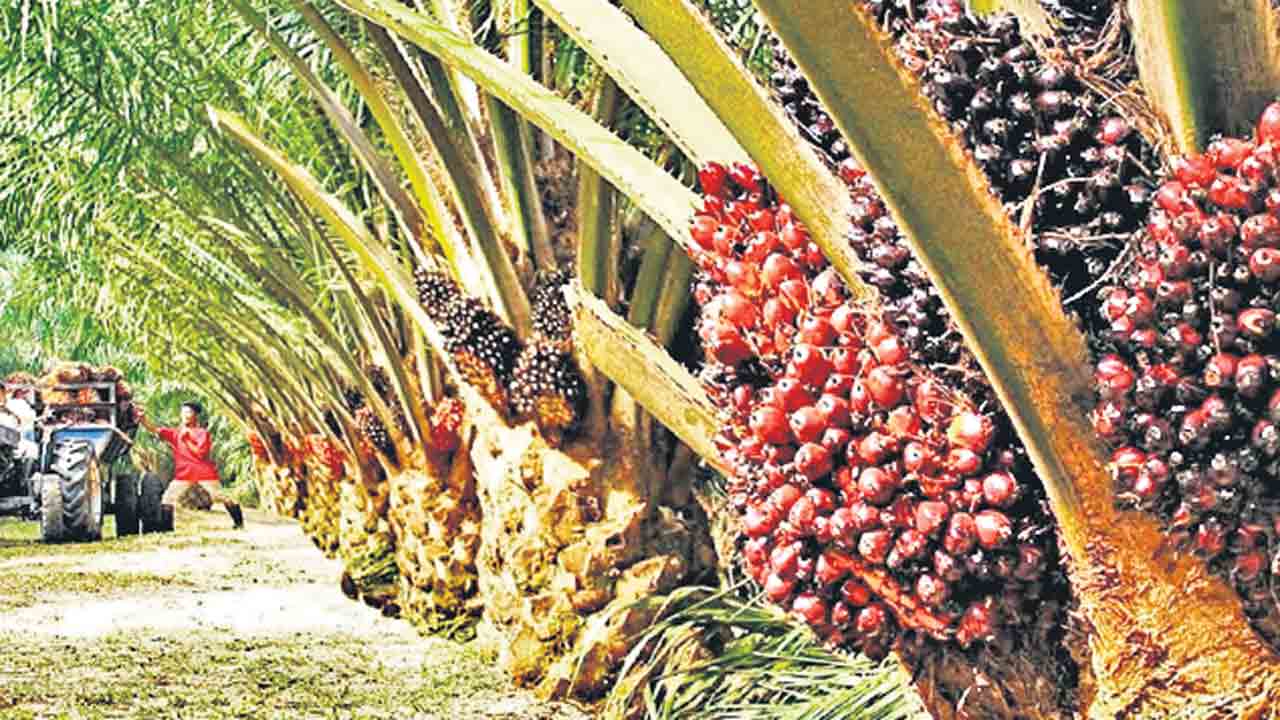 తగ్గుతున్న ఆయిల్‌పామ్‌ సాగు!