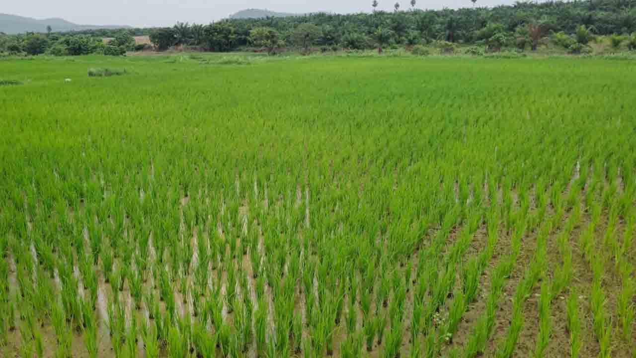 యాప్ తెచ్చిన తిప్పలు.. ఎరువుల కోసం పరుగులు