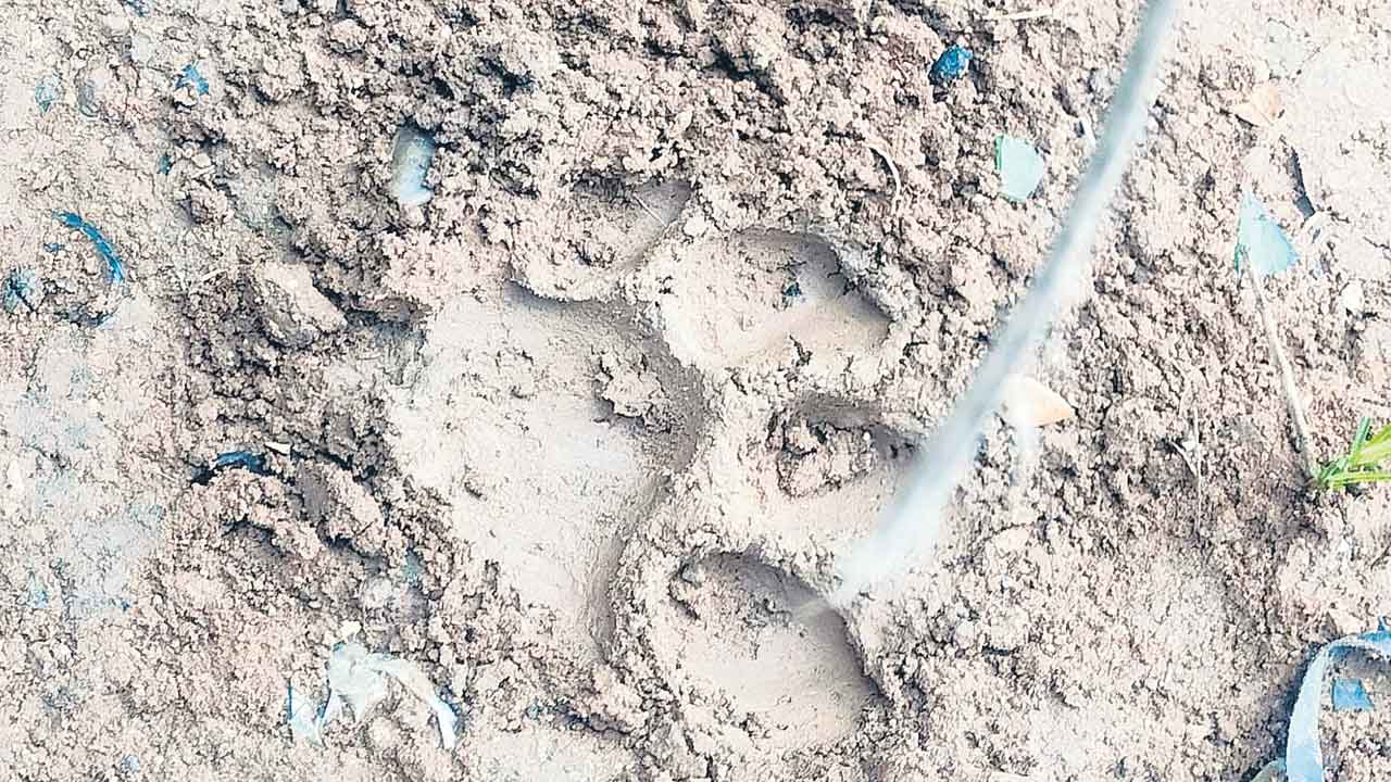 కౌటాల పరిసరాల్లో పులి