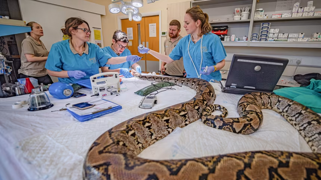 Python Cancer | 15 అడుగుల కొండచిలువకు క్యాన్సర్.. మనుషులకు చేసే చికిత్సతో నయం చేసిన బ్రిటన్ వైద్యులు