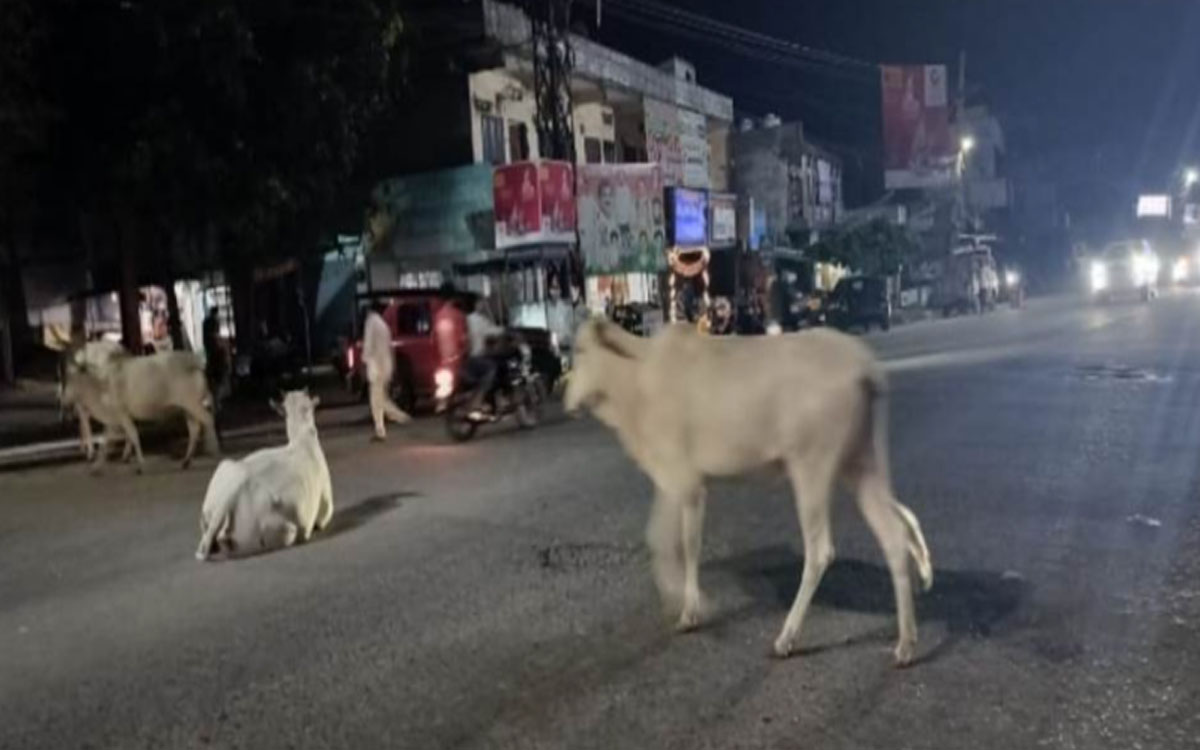 ప్రధాన రహదారులపై పశువుల సంచారం.. పట్టించుకోని సారపాక పంచాయతీ