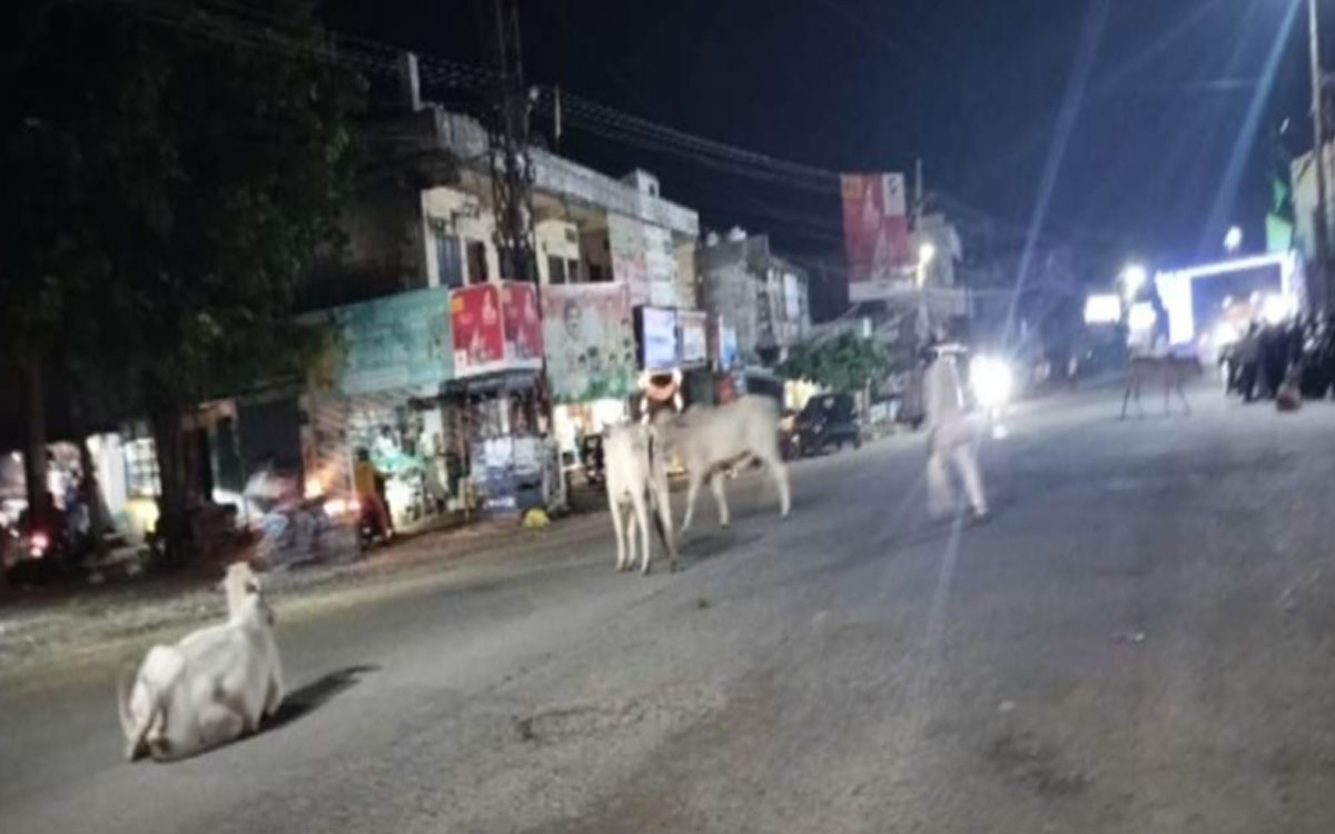 ప్రధాన రహదారులపై పశువుల సంచారం.. పట్టించుకోని సారపాక పంచాయతీ