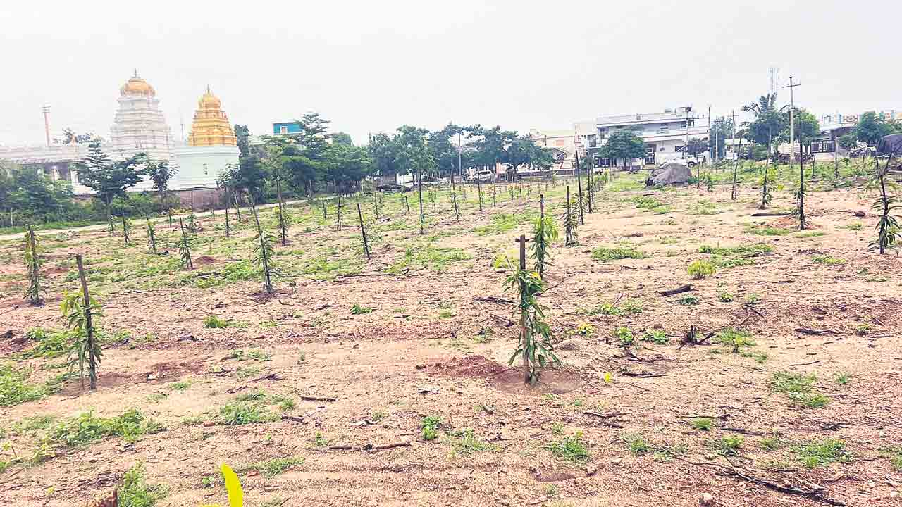 మొక్కలు నాటినందుకు షోకాజ్‌