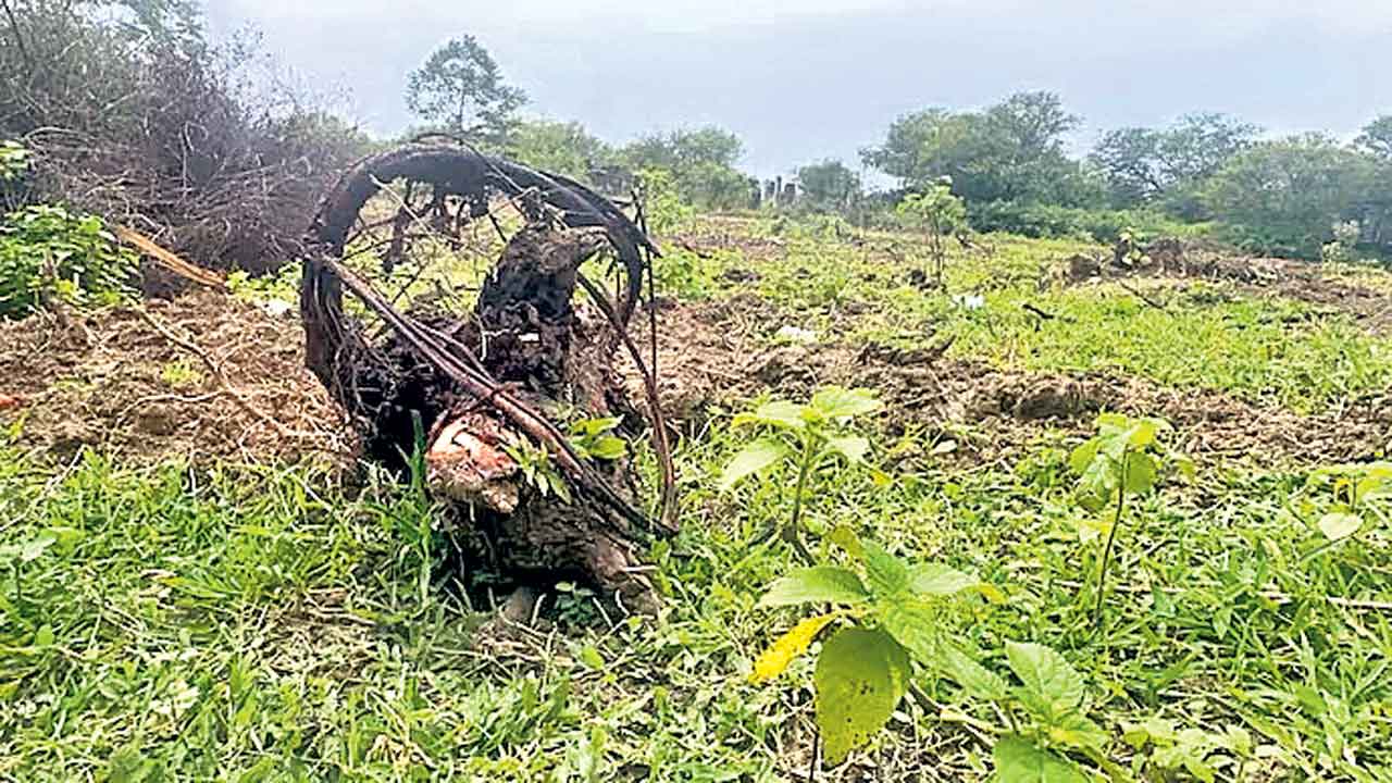 మొక్కలు నాటేందుకు చెట్లను నరికేశారు!