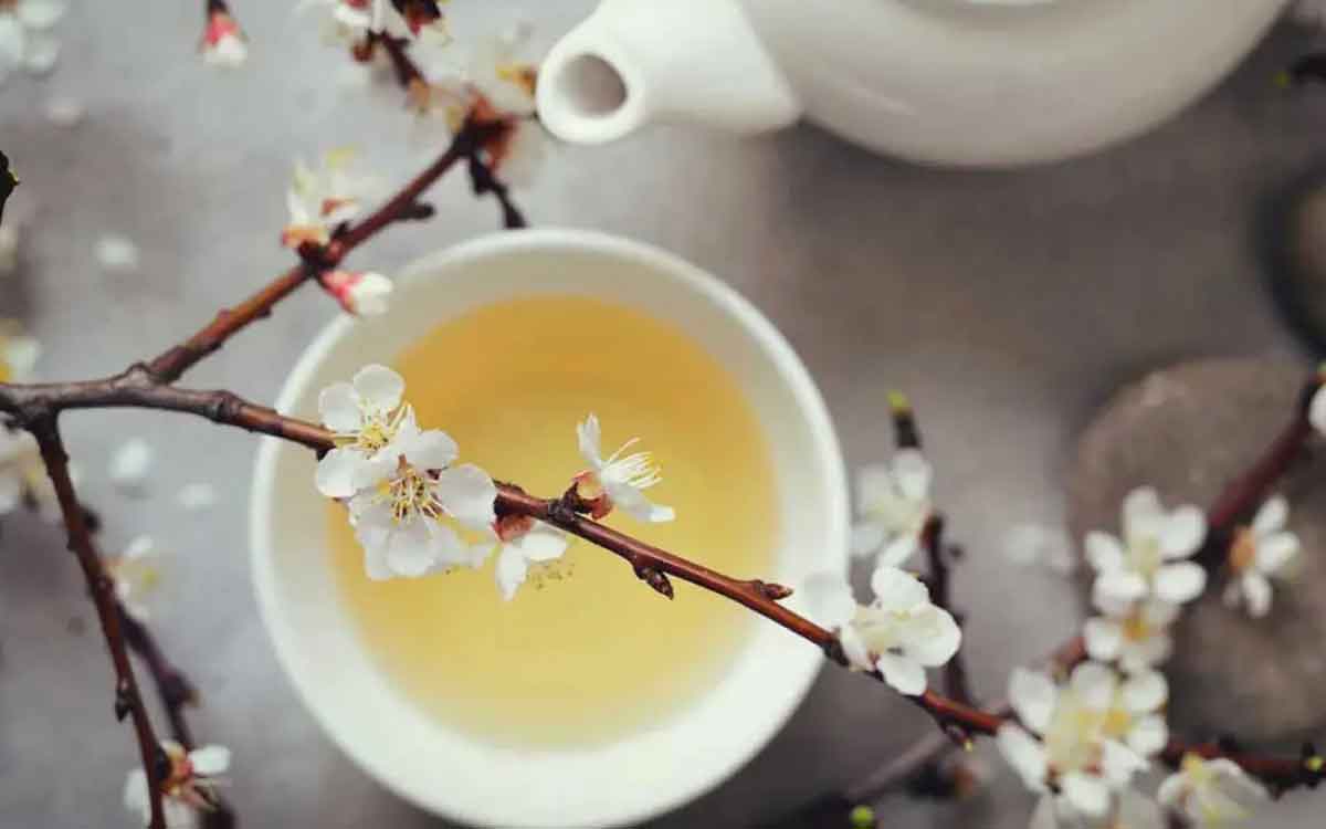 White Tea | వైట్ టీ అంటే ఏమిటి.. దీంతో ఎలాంటి లాభాలు క‌లుగుతాయి.. దీని చరిత్ర ఏమిటి..?
