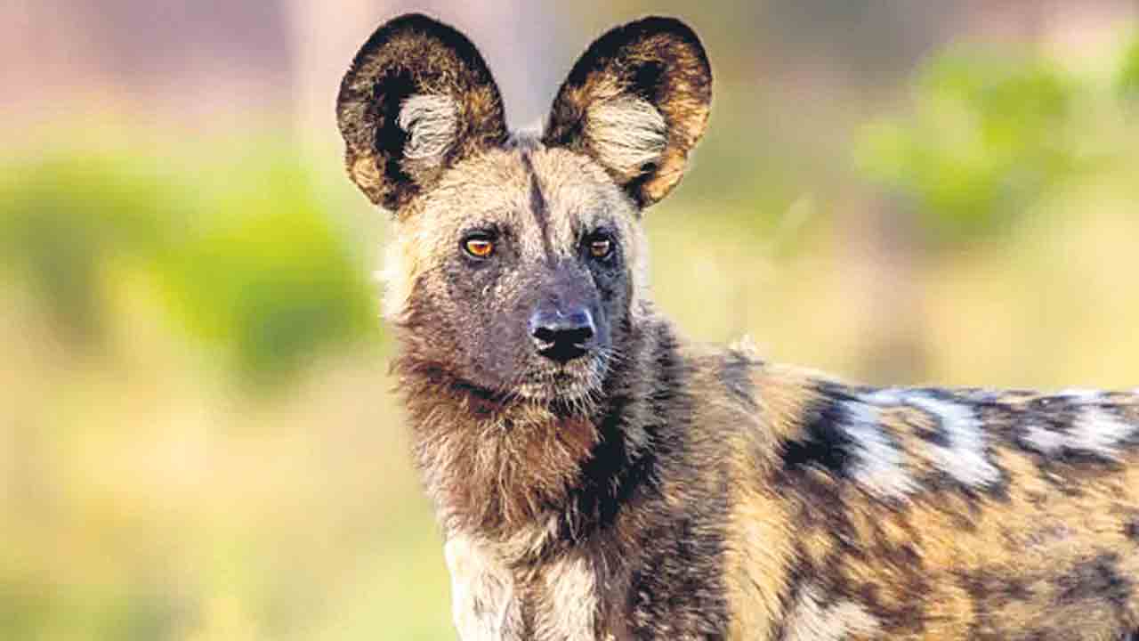 తోడును వెతుక్కుంటూ 4 వేల కిలోమీటర్ల జర్నీ