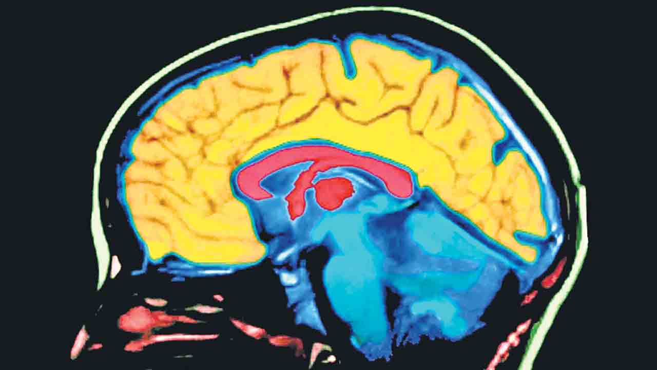 మెదడు.. రెండు అవయవాల కలయిక!