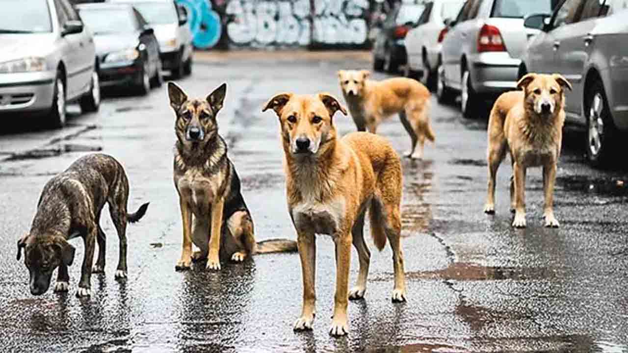 వీధికుక్కల సంతాన నియంత్రణకు కేంద్రాల ఏర్పాటు