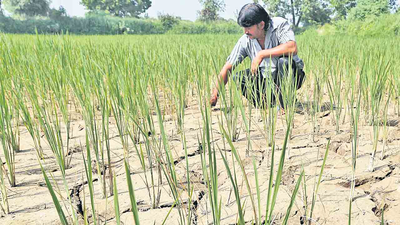 లోటు వర్షపాతంతో పంటలకు చేటు!