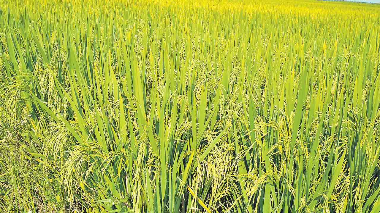 వరి దిగుబడిపై వర్రీ!