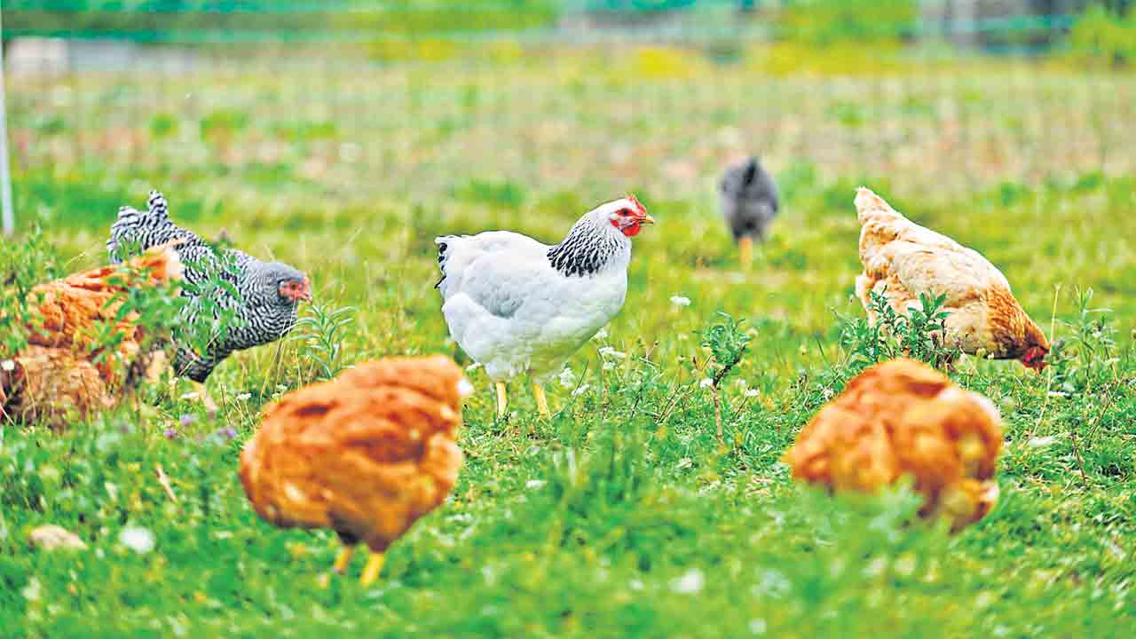 కోళ్ల పెంపకంలో ఉపాధి అవకాశాలు