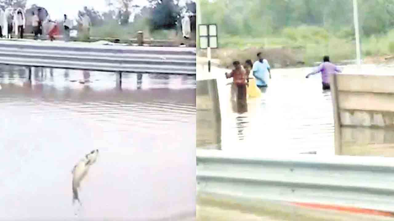 ఎక్స్‌ప్రెస్‌ వేపై చేపల వేట