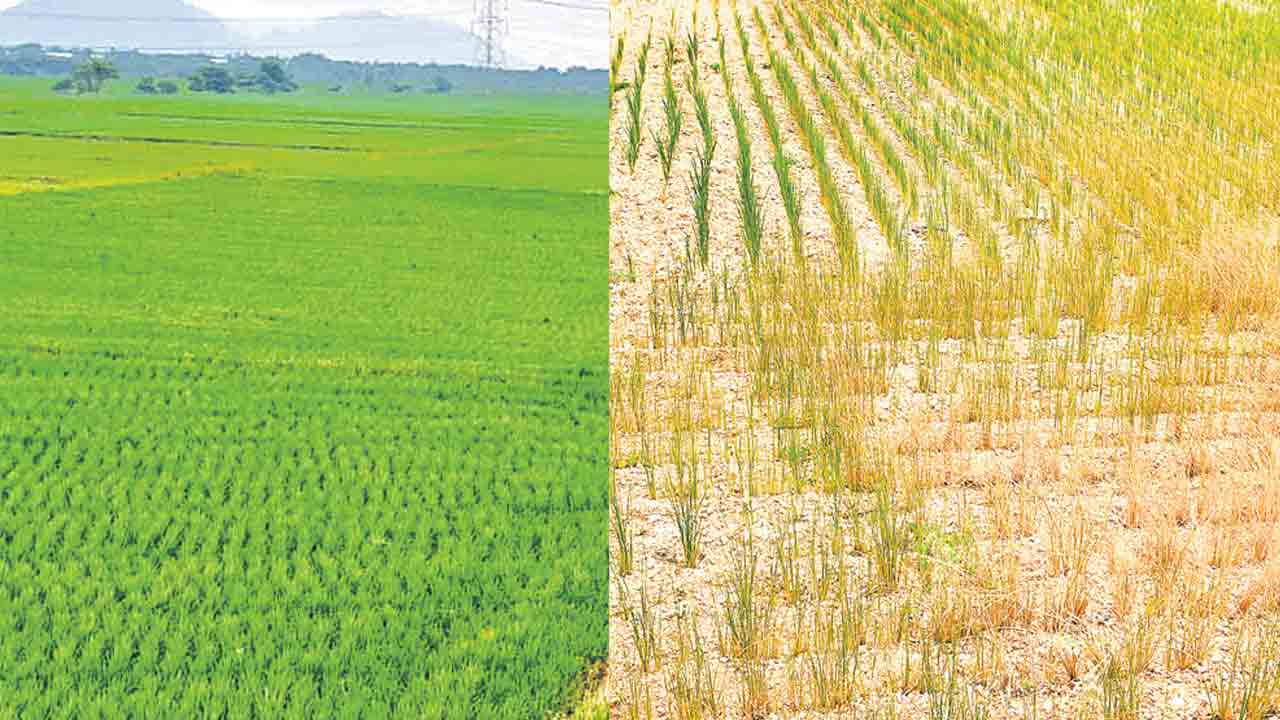 ఏపీలో కళకళ.. తెలంగాణలో విలవిల