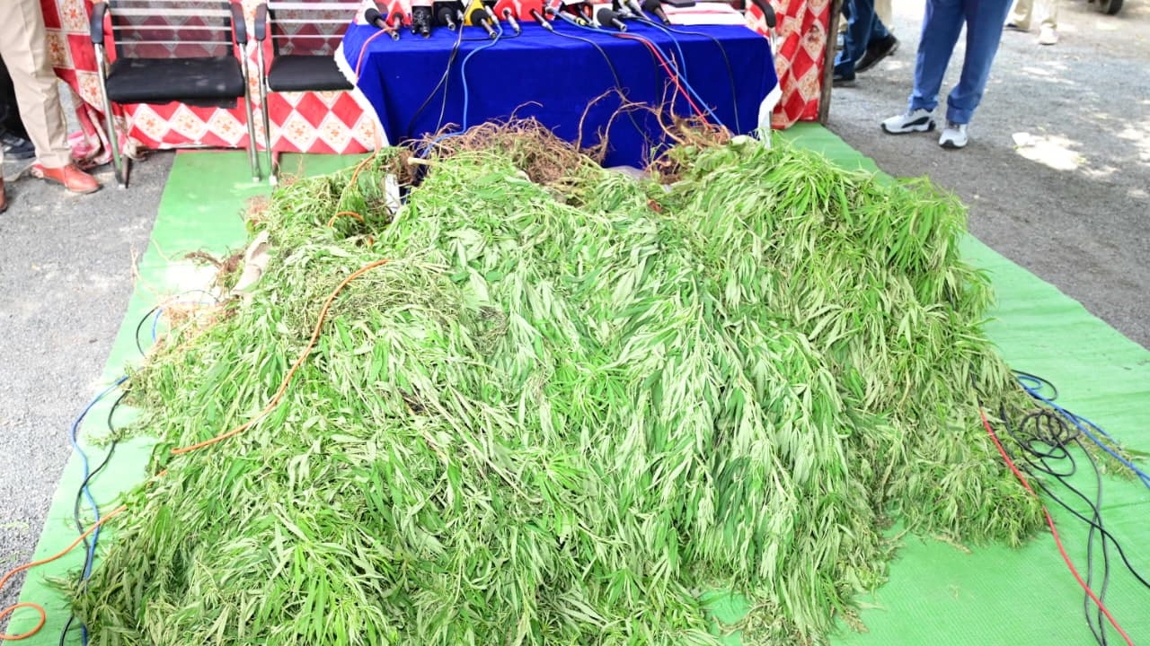 Cannabis Cultivation | వ్యవసాయ పొలాల్లో అక్రమంగా గంజాయి సాగు..ఇద్దరిపై కేసు నమోదు