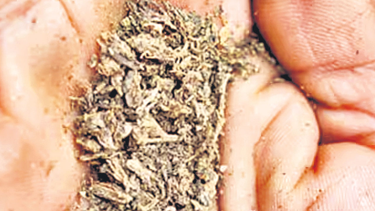 Ganja