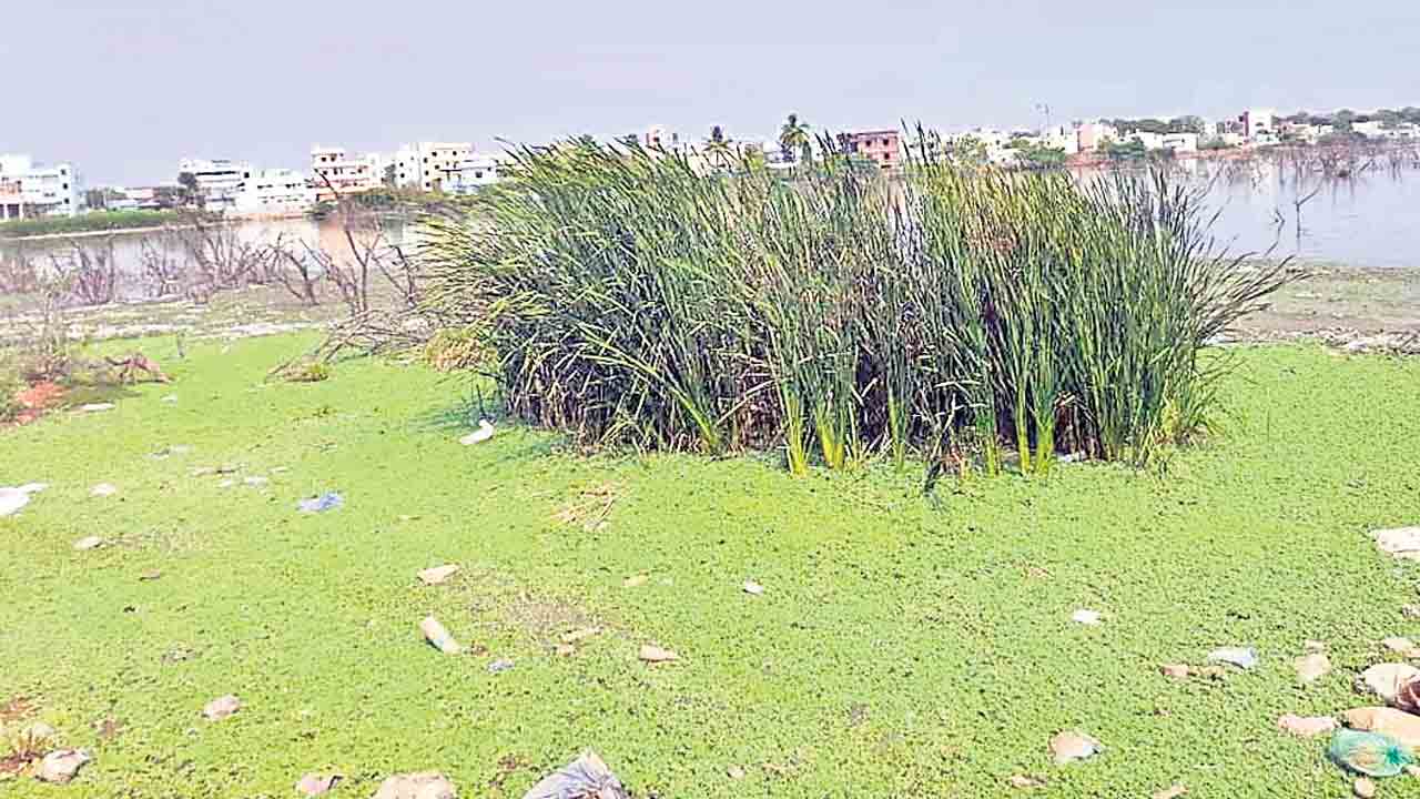 కాలుష్య కాసారం.. చింతల చెరువు