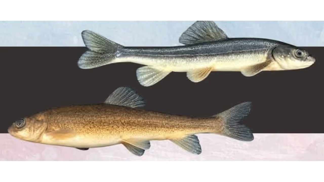 Rare Himalayan fish | అరుణాచ‌ల్‌ప్ర‌దేశ్‌లో అరుదైన హిమాల‌య‌న్ చేప ప్ర‌త్య‌క్షం..!
