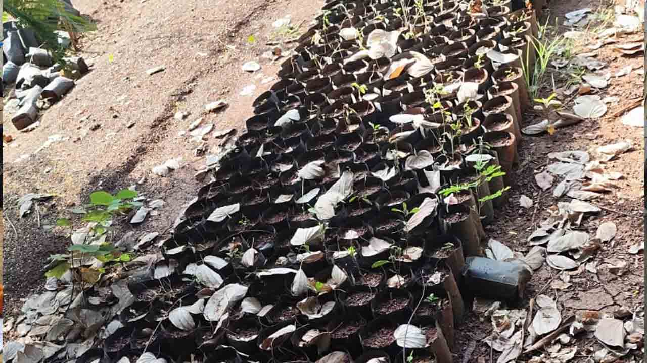 Nursery Plants | అధికారుల నిర్లక్ష్యం.. నర్సరీ మొక్కల పరిస్థితి ఇలా..!