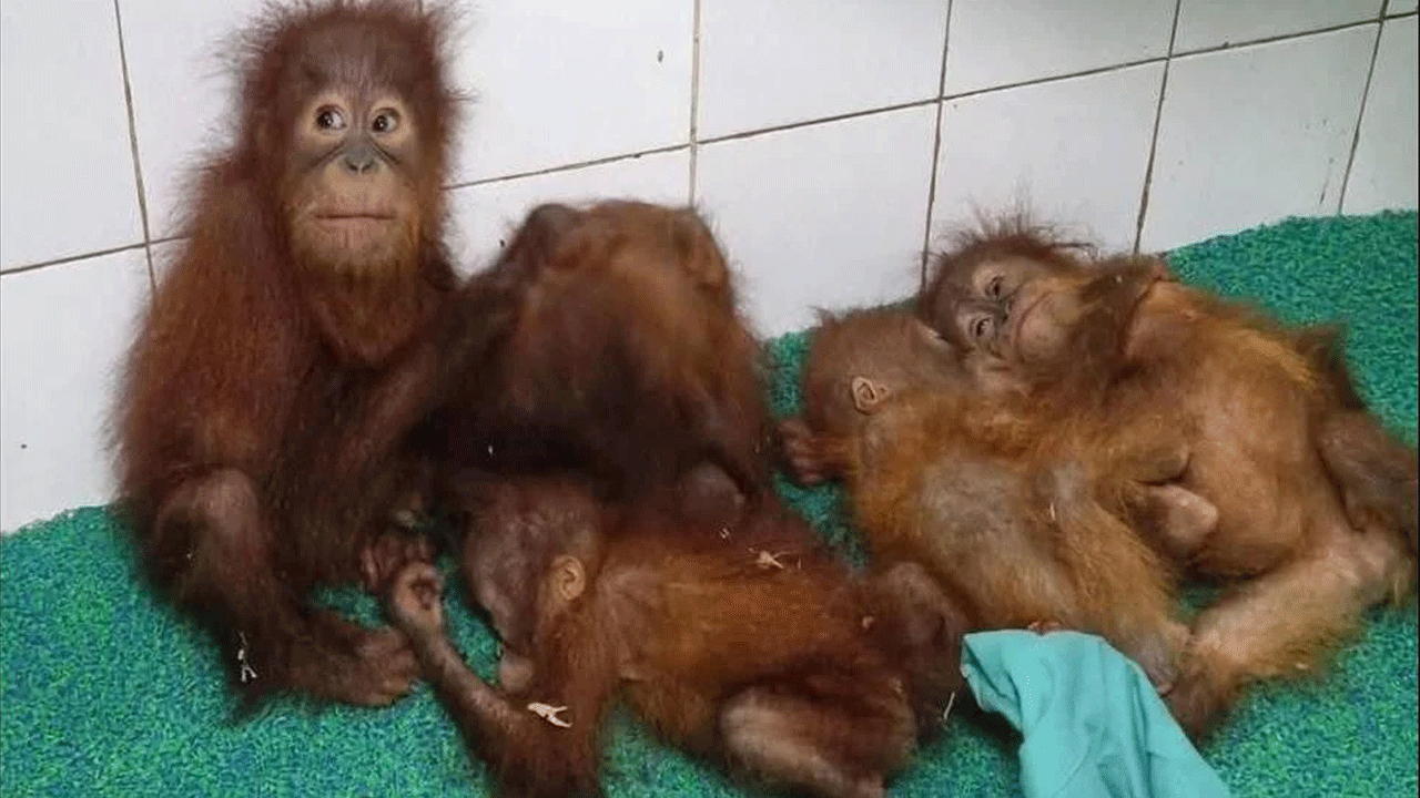 Orangutan cubs | ఆ ఐదు పిల్ల ఒరంగుటాన్లకు సంగీత చికిత్స.. ఎందుకంటే..!