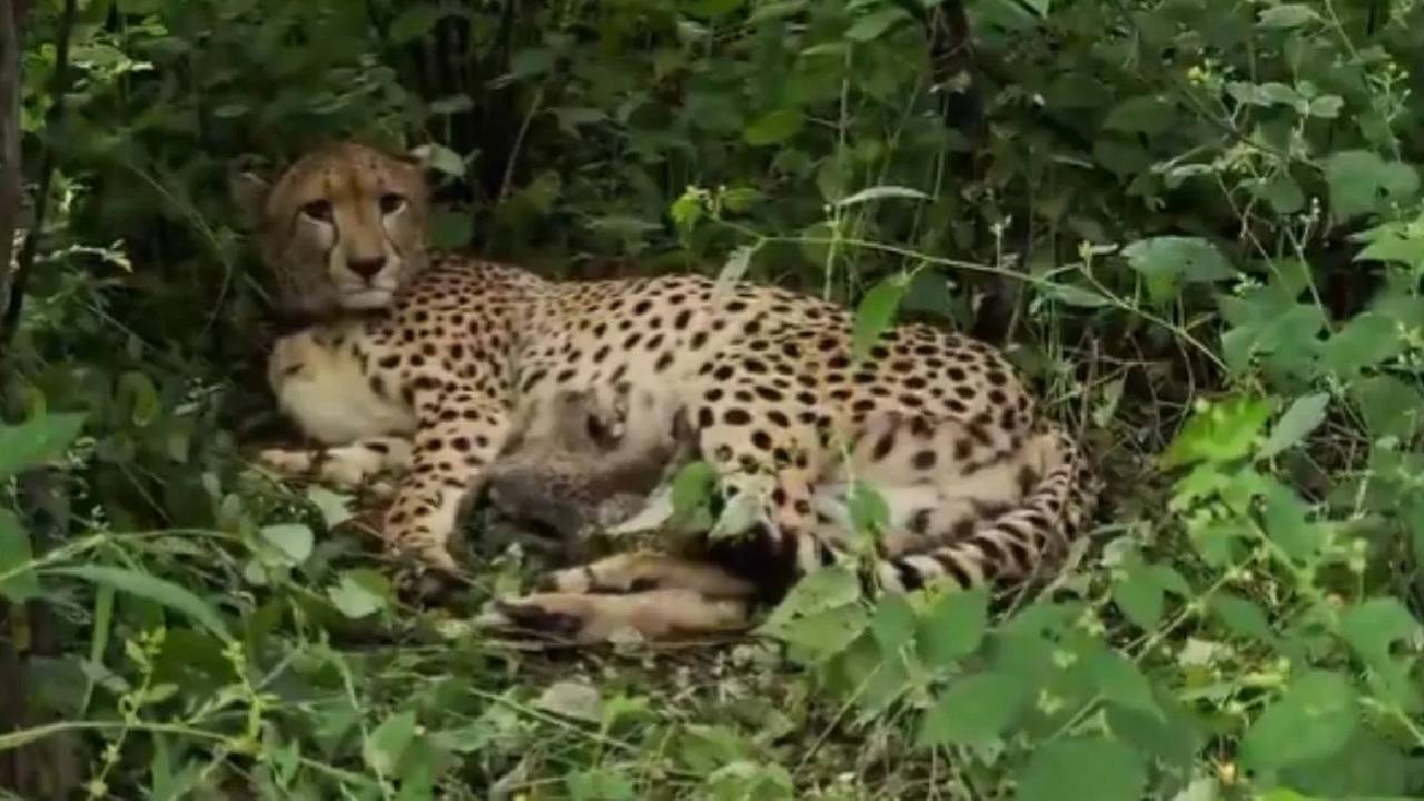 Project Cheetah | నాలుగు పిల్ల‌ల‌కు జ‌న్మ‌నిచ్చిన చీతా.. ప్రాజెక్ట్ చీతాలో కీల‌క ఘ‌ట‌న‌