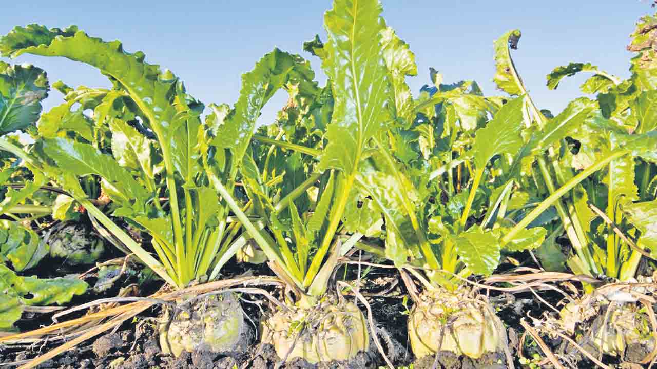 చక్కెర దుంపతో సాగు భళా!