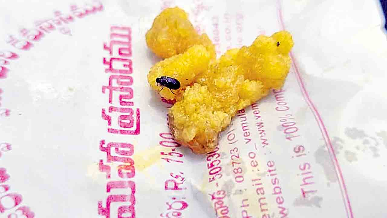 వేములవాడ లడ్డూ ప్రసాదంలో పురుగు