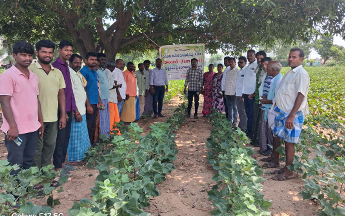 ‘పత్తి పంట నల్లరేగడి భూముల్లో మాత్రమే వేయాలి’